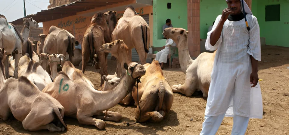 Birqash Camel Market Day Tour